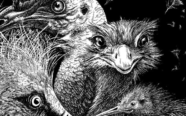 26.03.2026 | Daria Schmitt — Autour d’Ornithomaniacs